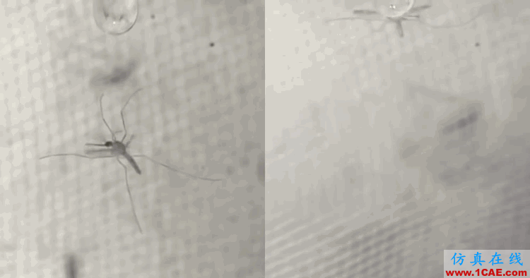 1435647930732711.gif 為什么蚊子永遠不會被雨砸死?千萬別被孩子問住了!fluent流體分析圖片10