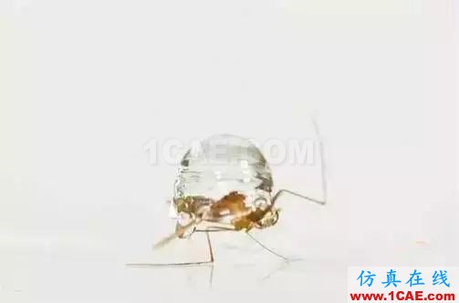 為什么蚊子永遠不會被雨砸死?千萬別被孩子問住了!fluent流體分析圖片11