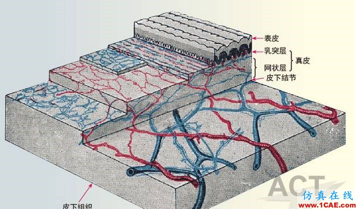 RF能量在醫療技術應用中的研究進展ansysem應用技術圖片9