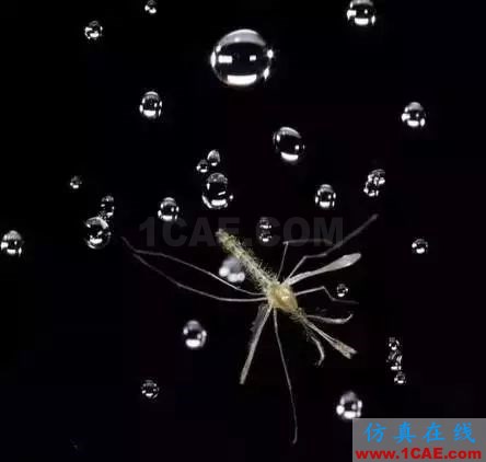 為什么蚊子永遠不會被雨砸死?千萬別被孩子問住了!fluent圖片16