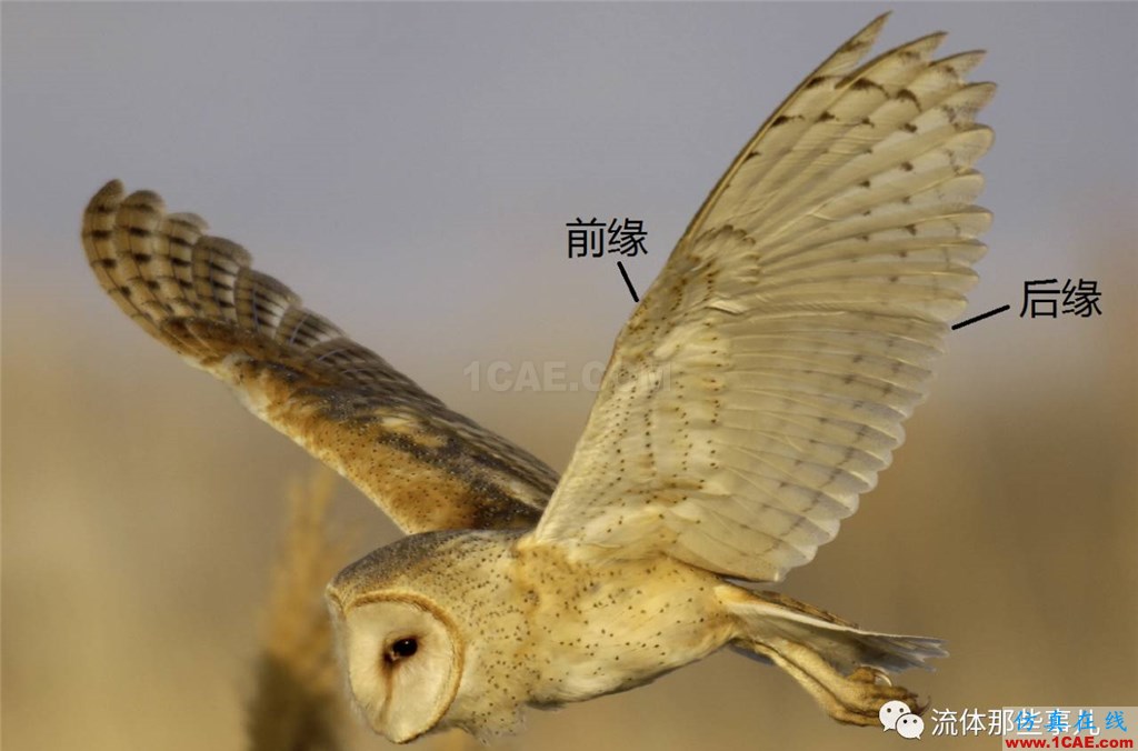 萌萌的貓頭鷹背后的故事:寂靜殺手讓我們學到流體力學的秘密fluent培訓的效果圖片3