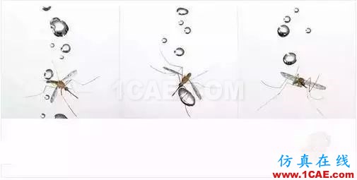 為什么蚊子永遠不會被雨砸死?千萬別被孩子問住了!fluent流體分析圖片9
