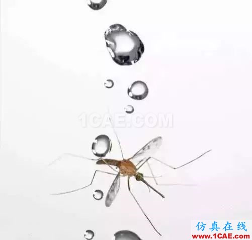 為什么蚊子永遠不會被雨砸死?千萬別被孩子問住了!fluent分析案例圖片4