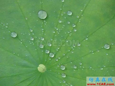 CFD：秋荷白露大如珠 ——從荷葉上的露珠談超疏水現象【轉發】fluent圖片11